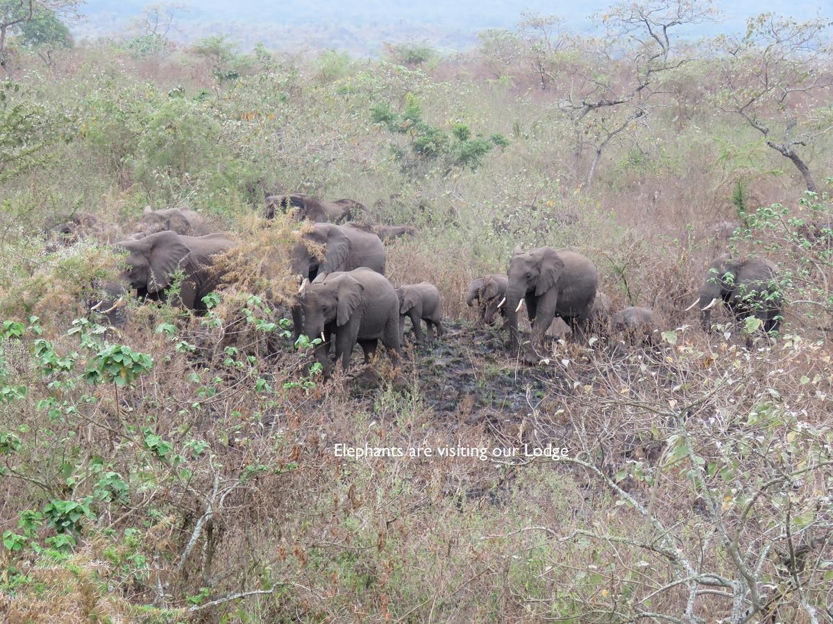 Meru Mbega Lodge Usa River Екстериор снимка